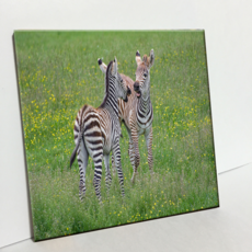 HTP 瓷磚 小斑馬 C2947