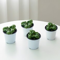 코코도르팜 허브 바질 포트 소형, 랜덤발송, 4개