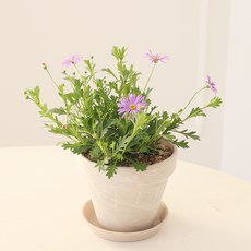 모리앤 독일토분에 심은 사계국화, 퍼플, 1개