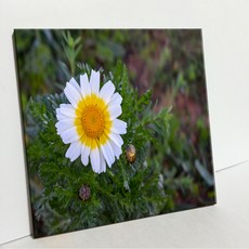 UDP 磁磚畫框 A型 3913753, 單一顏色