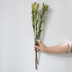 GAPANG 尤加利乾燥花 DRYB124, 01號(綠色)