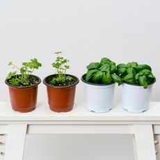 코코도르팜 채소 포트 소형 2종 이탈리안파슬리 2p + 바질 2p, 랜덤발송(화분포트), 1세트