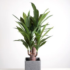 龍血樹人造樹80cm+花盆+真石套組, 混色, 1套