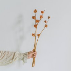 가팡 드라이플라워 DRYB240, 03번(오렌지)