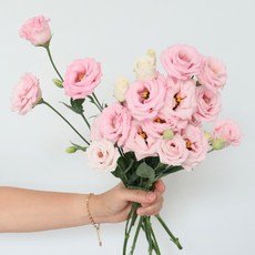 모리앤 생화단 리시안셔스, 연핑크