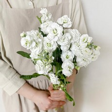 코코도르팜 생화 스토크 3대, 화이트