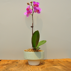 다임 무광 도트 무늬 인테리어 화분, 그린, 1개