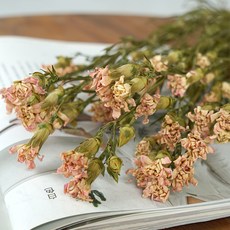 GAPANG 玫瑰乾花 DRYB169, 02粉色