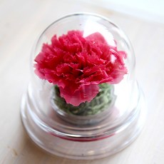 壓克力圓頂永生康乃馨, 草莓紅