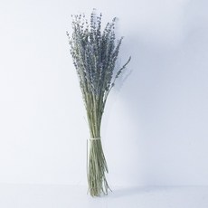 GAPANG 乾燥花 薰衣草 02號 DRYI009, 深藍色