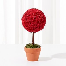 Alle 室內空氣淨化斯堪地亞苔蘚迷你樹盆栽 紅色, 1個