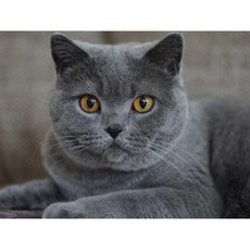 알로데 러시안블루 고양이 DIY 보석십자수 벽장식 30 x 40 cm, NO 14, 1개