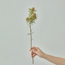 GAPANG 乾花千日紅3號 DRYB171, 綠色