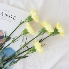 모리앤 카네이션 생화단 5대, 옐로우, 5개