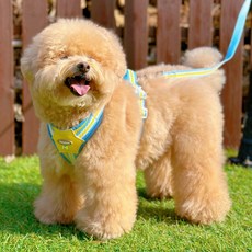 MAAH 狗狗鮮豔H型胸背帶 + 牽繩組, 1套, 藍黃色