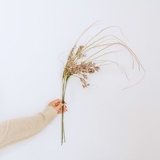 GAPANG 迷霧藍乾花DRYB251 No.01, 白色的