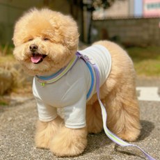 MAAH 狗狗 Mellow Y型胸背帶 + 牽繩套組, 1套, 紫薄荷色