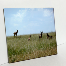 HTP 瓷磚 肯亞草原的羚羊群 C1790, 1個