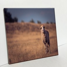 HTP 磁磚 羅馬尼亞田野與一隻羊 C1909, 1個