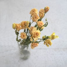 GAPANG 乾花 DRYB07107, 07 號