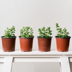 코코도르팜 허브 포트 소형 애플민트, 혼합색상, 4개
