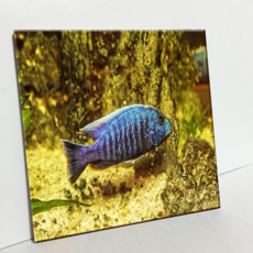 HTP 瓷磚 藍色圖案淡水魚 C2774