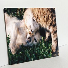 UDP 磁磚相框 A型 1149841, 單一顏色