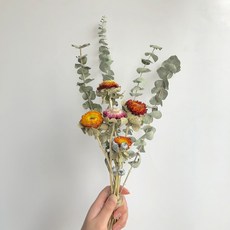 GAPANG 乾花菊花 DRYD007, 09混裝