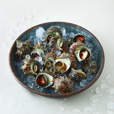 제주어가 해녀가 직접 채취한 제주 뿔소라 생물 (냉장), 1개, 1.5kg