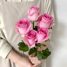 코코도르팜 생화 장미 5대, 진핑크