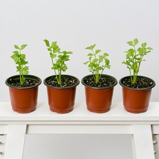 코코도르팜 채소 포트 소형 샐러리 4p, 랜덤발송(화분포트), 1세트