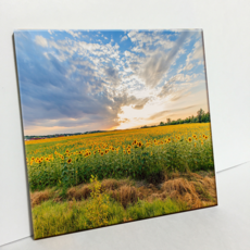 HTP 磁磚 向日葵 C1279