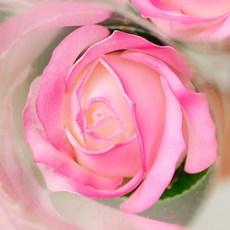 ASPASIA 香氛玫瑰單朵香皂花 10入, 漸層深粉色