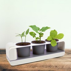 취미의품격 그린썸 모종키우기 3종 고추 + 강낭콩 + 상추 + 저면관수 스마트화분 세트, 채소