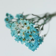 프리저브드 플라워 미니데이지 2p, 하늘