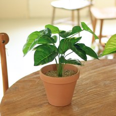 리얼그리너리 조화 화분, 스파티, 1개