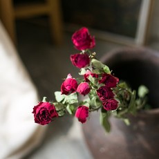 GAPANG 乾花和諧19號, 紅色的