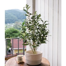 仿真植物花樹 橄欖 900mm, 混色, 1個