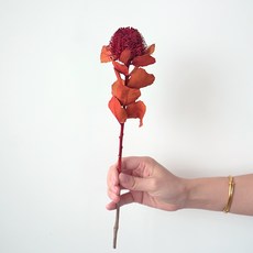 GAPANG 千日紅乾花 DRYB170, 05紅色