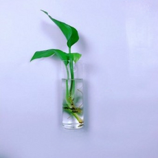 洛伊氣氛轉換壁掛花盆 小圓形玻璃瓶, 單一顏色