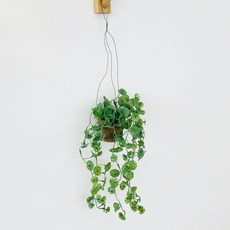 Anplant 懸掛植物 空中植物 鈕扣葉盆, 單一顏色, 1個