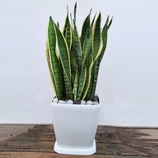 공기정화식물 웰빙 산세베리아 + 받침대, 혼합색상, 1개