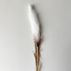 人造蒲葦草枝 139cm, 3個, 奶油色