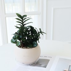 모리앤 복을 부르는 보석금전수 화분 + 쇼핑백, 혼합색상, 1개