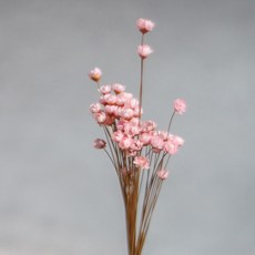 GAPANG 星辰花 乾燥花 DRYB128, 06號(粉紅色)