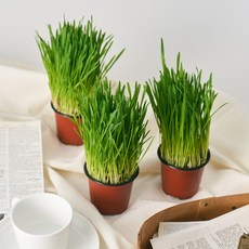 농업회사법인 주식회사 코코도르팜 캣그라스 귀리, 그린, 3개