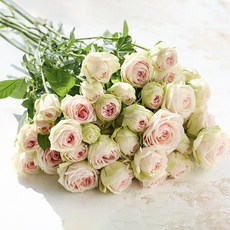 로즈피아 생화 지이스 9대, 혼합색상, 9개