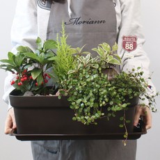 모리앤 초화 박스 2p + 화분 받침 2p, 다크브라운, 1개