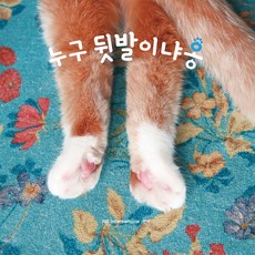 是誰的後腳呀喵, 阿爾努沃, PIE international