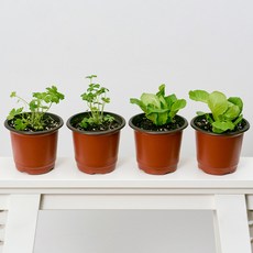 코코도르팜 채소 포트 소형 2종 이탈리안파슬리 2p+ 버터헤드레터스 2p, 랜덤발송(화분포트), 1세트